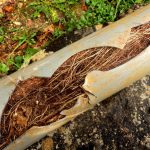 Roots inside pipe